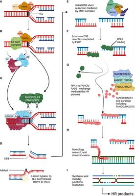 Fanconi anemia and dyskeratosis congenita/telomere biology disorders: Two inherited bone marrow failure syndromes with genomic instability